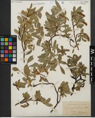 Foto von Salix kitaibeliana Willd.